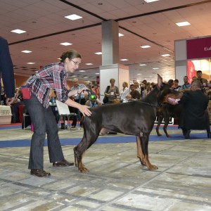 Get to the Point Bright Knight - Euro Dog Show 2012