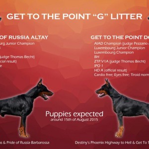 Get to the Point "G" litter